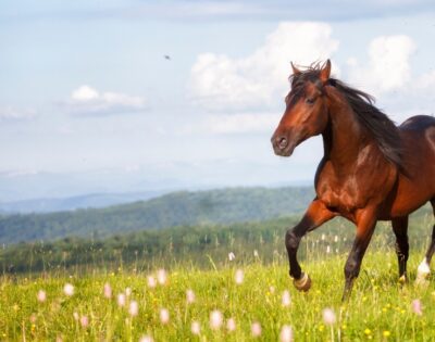 Shockwave for Horses: Exploring Equine Therapy Machines