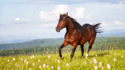 Shockwave for Horses: Exploring Equine Therapy Machines