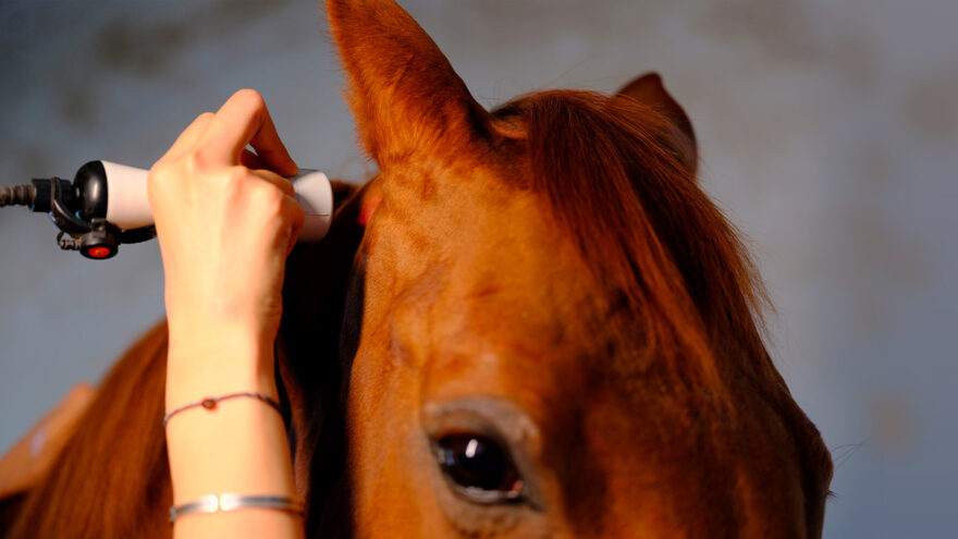 Equine Shockwave Therapy: Benefits and Equipment Guide