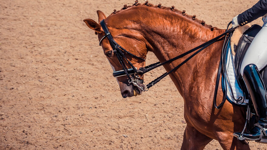 Fall Equestrian Competition Ready: The Role of Shockwave Therapy in Equine Performance