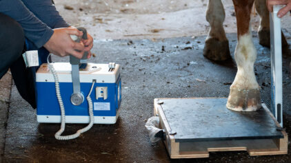 7 Critical Features of Horse Shockwave Therapy Machines for Summer Competition Season