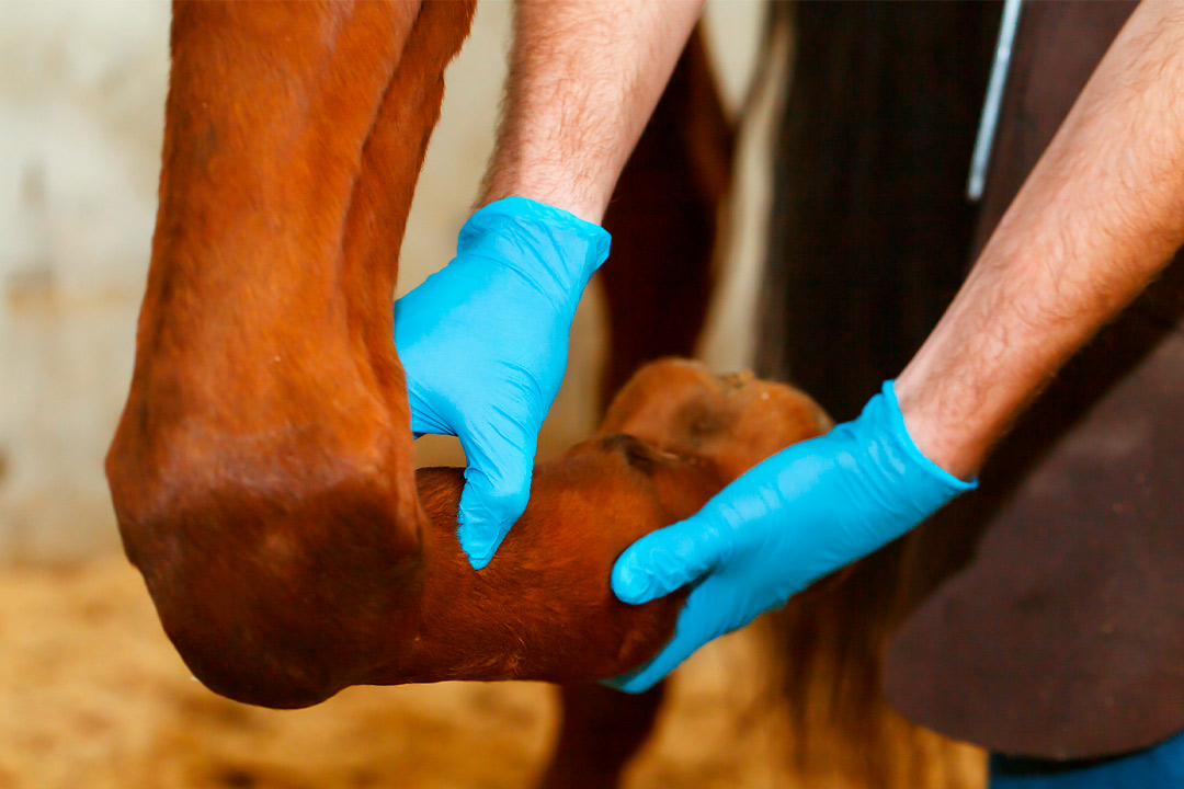A person wearing blue gloves examines a horse's foot, highlighting the importance of therapy machines for summer competitions.