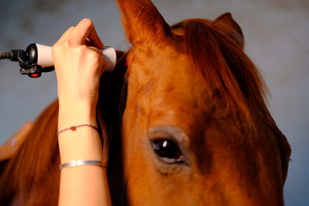 A person dries a horse's head with a hair dryer, highlighting grooming for summer competition readiness.