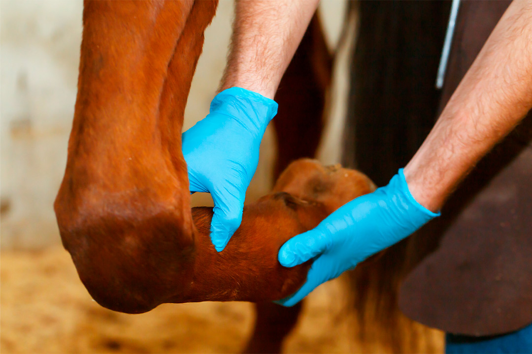 A person in blue gloves gently touches a horse's leg, highlighting the use of shockwave therapy in equine performance.