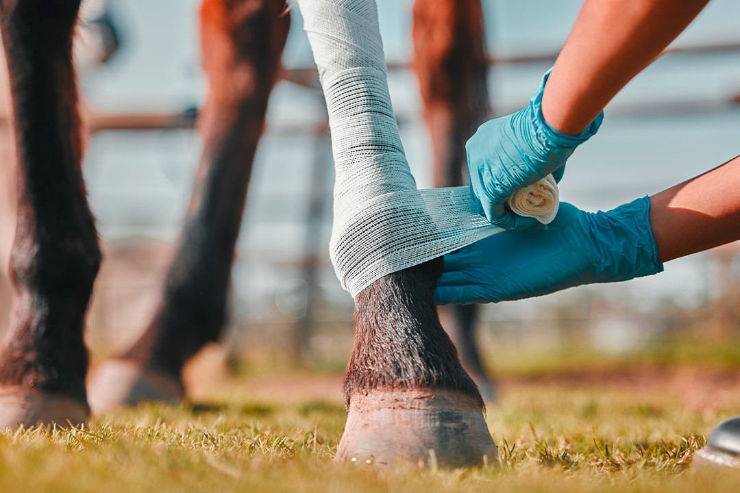 A person wearing blue gloves wraps bandages around a horse's leg, emphasizing the importance of injury prevention in equestrian sports.