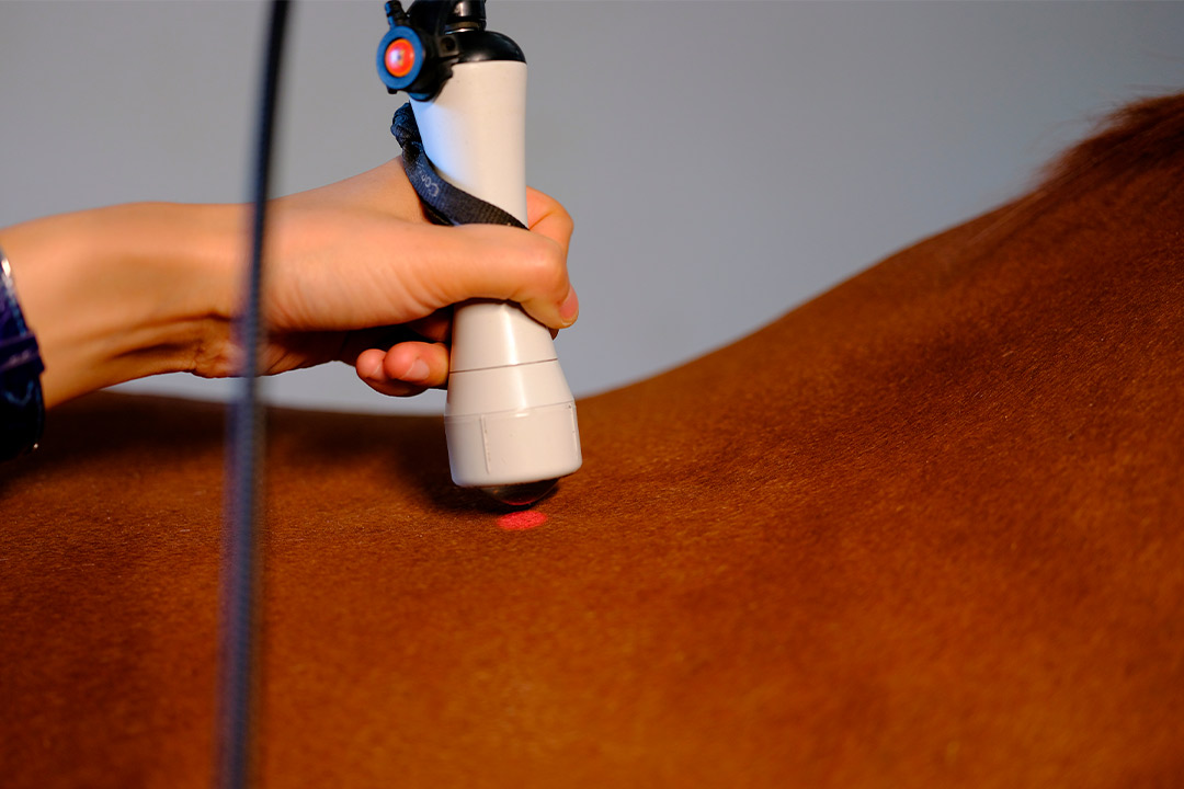 A person applying shockwave therapy to a horse, enhancing its performance for the fall equestrian competition.